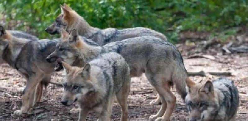 开拓北大荒时，军垦遭到失去家园的狼群聚焦报复，其场面摄人心魂