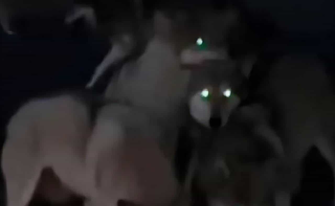 开拓北大荒时，军垦遭到失去家园的狼群聚焦报复，其场面摄人心魂