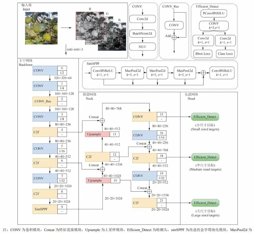 石河子大学杨旭海等：基于改善YOLOv8n的香梨目标检测方法