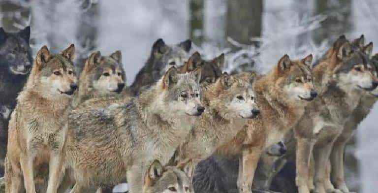 开拓北大荒时，军垦遭到失去家园的狼群聚焦报复，其场面摄人心魂