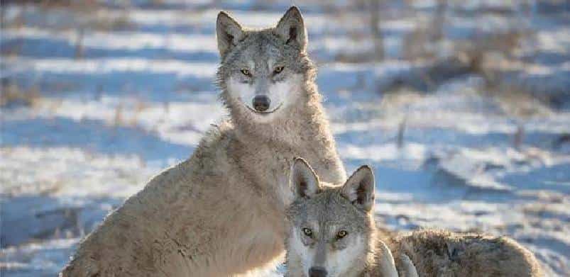 开拓北大荒时，军垦遭到失去家园的狼群聚焦报复，其场面摄人心魂