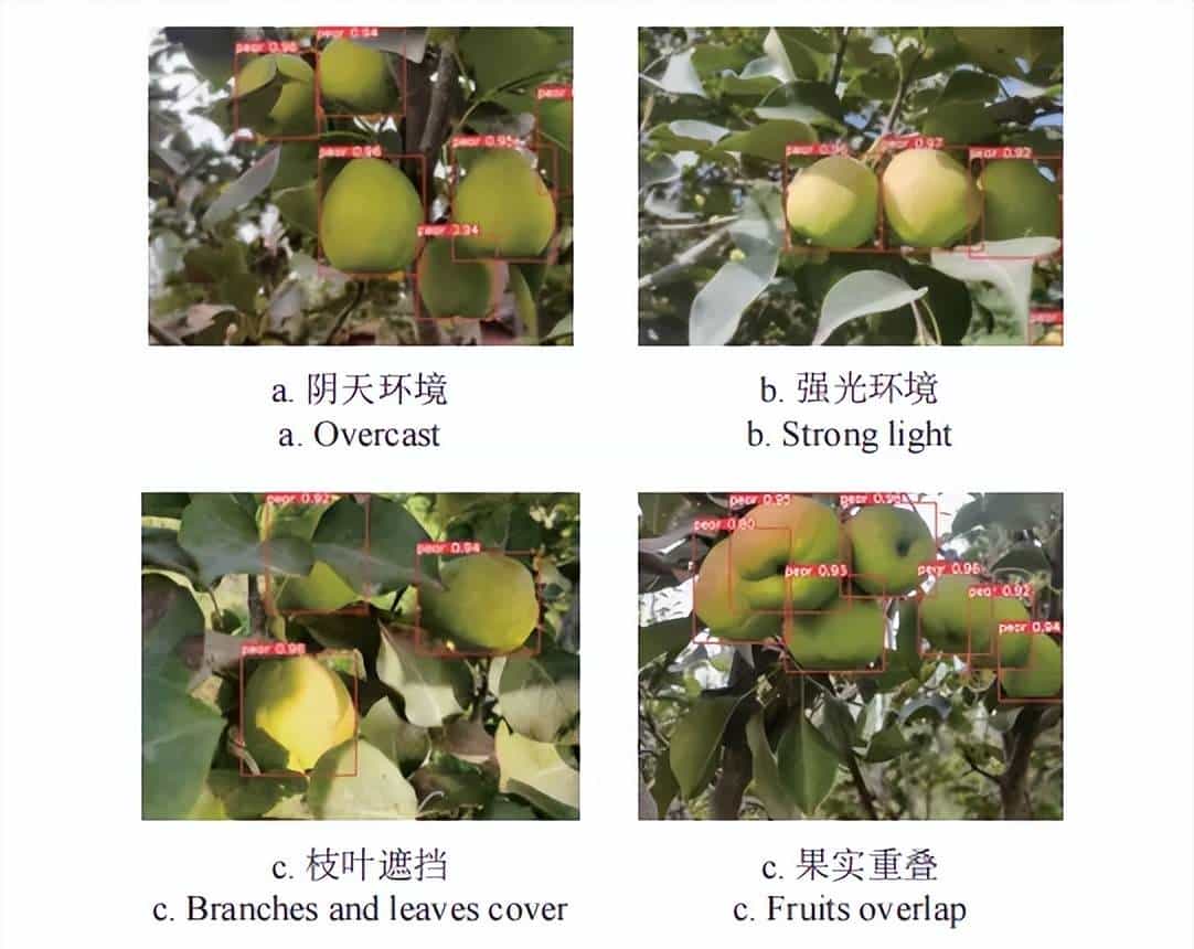 石河子大学杨旭海等：基于改善YOLOv8n的香梨目标检测方法