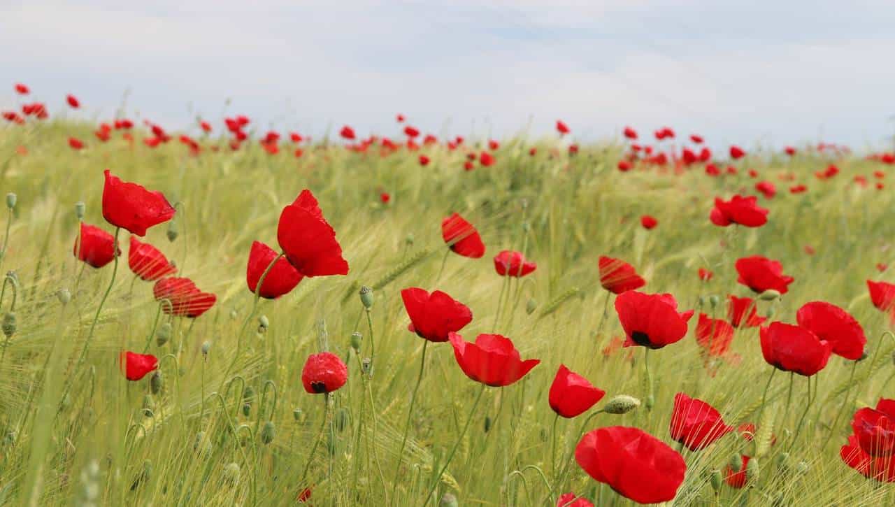 高中英语：必修一单词汇总，趁着假期背起来