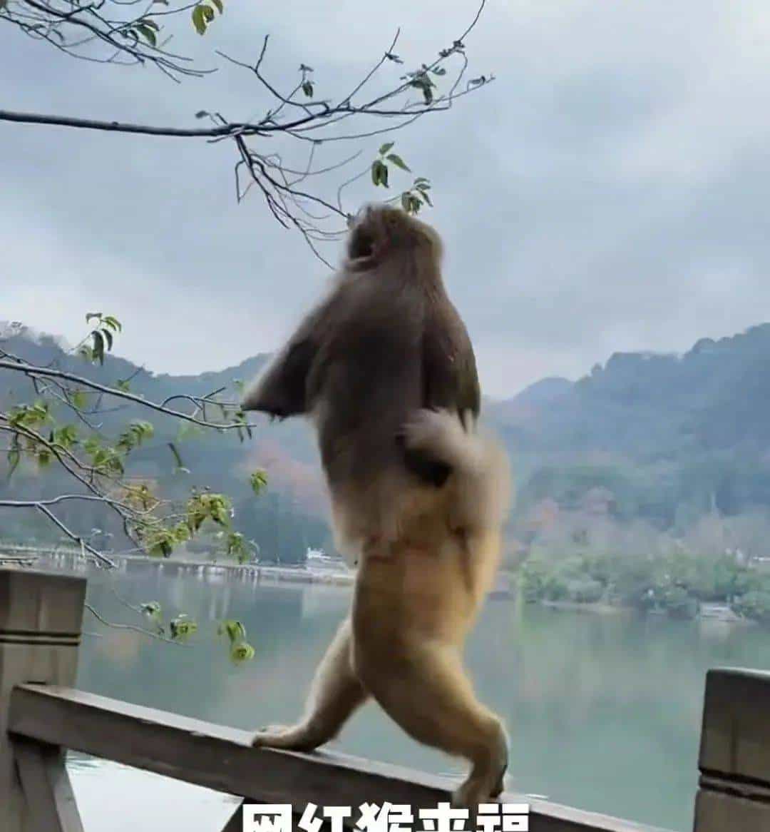 跨过山和大海，耐力谁最哇塞？