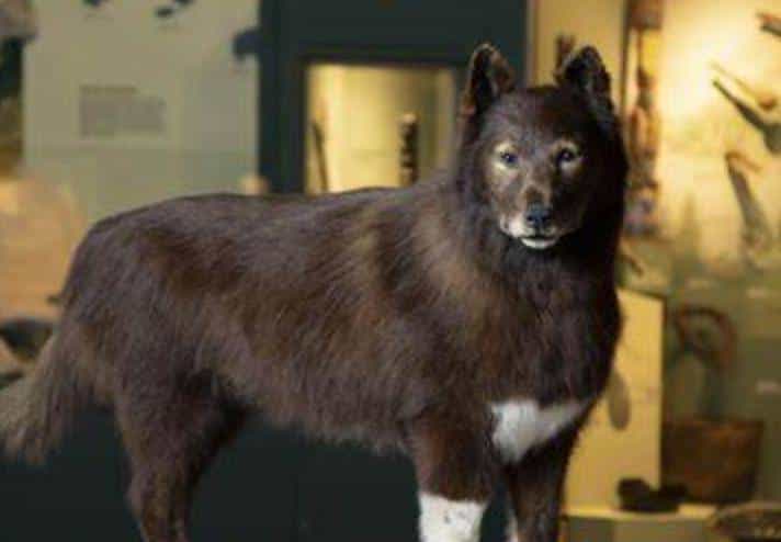 跨过山和大海，耐力谁最哇塞？