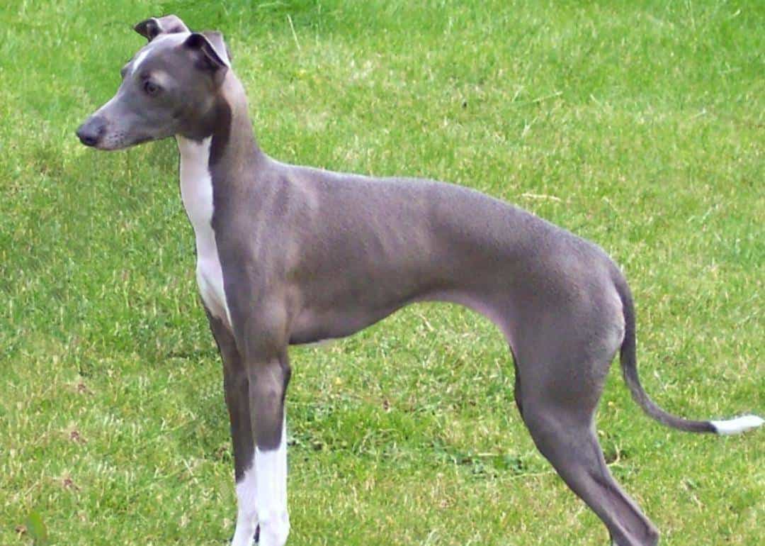 跨过山和大海，耐力谁最哇塞？