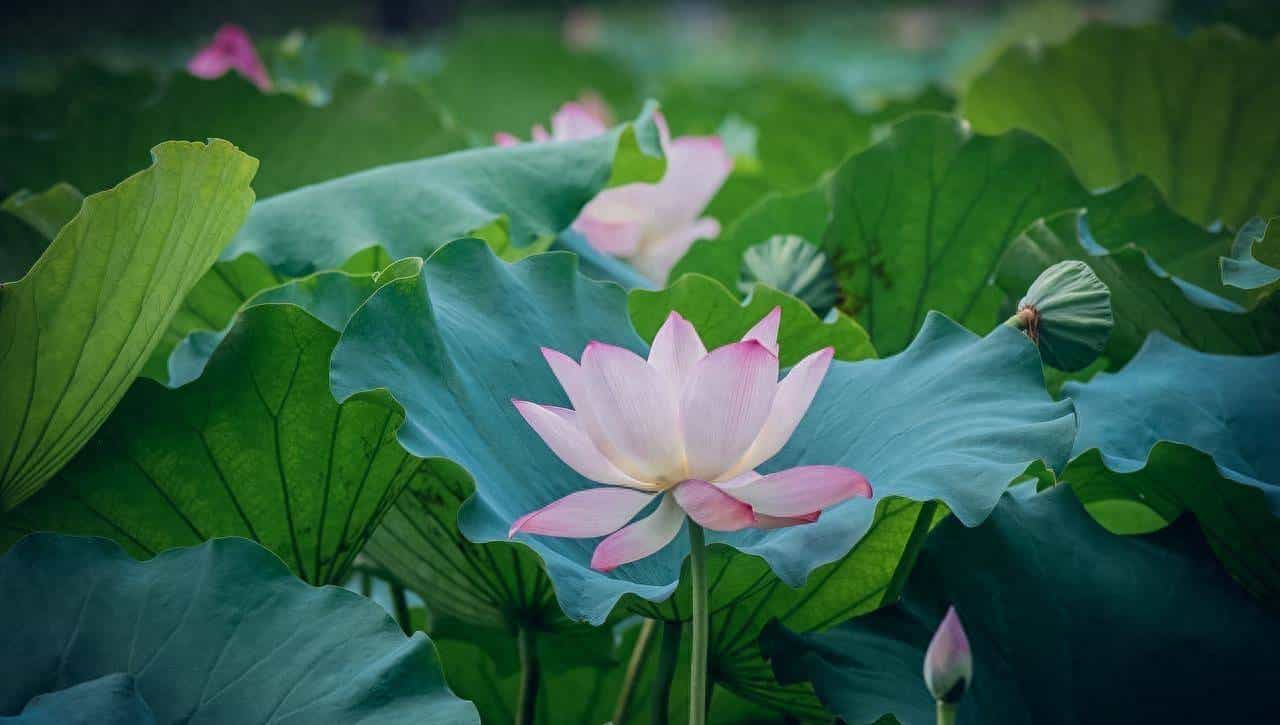 南通当代楹联诗词名家 鹧鸪天《心田》季华江 步韵匠心与原作呼应 - 宋马