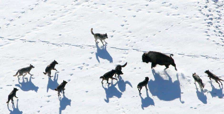 跨过山和大海，耐力谁最哇塞？