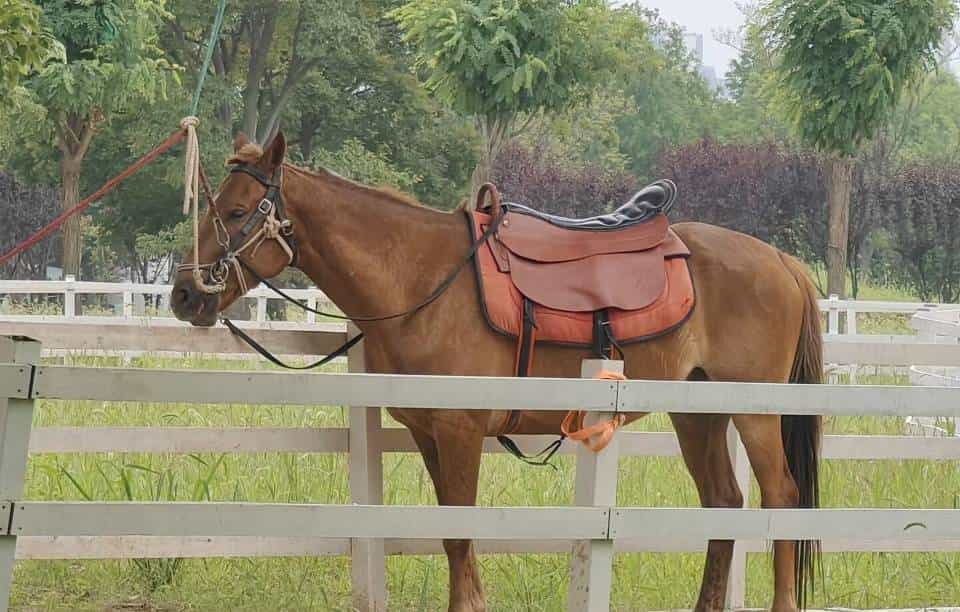 跨过山和大海，耐力谁最哇塞？