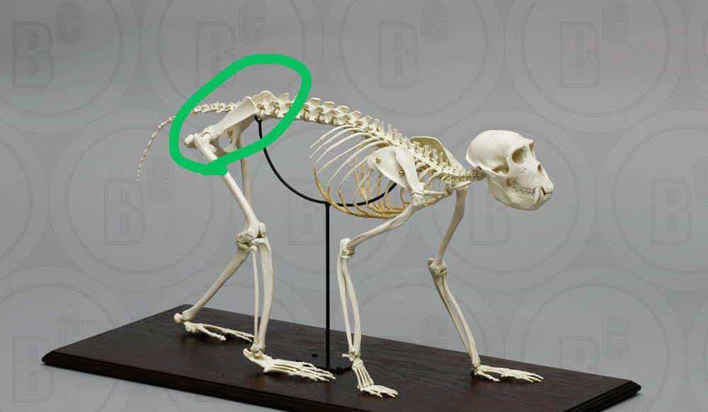 跨过山和大海，耐力谁最哇塞？