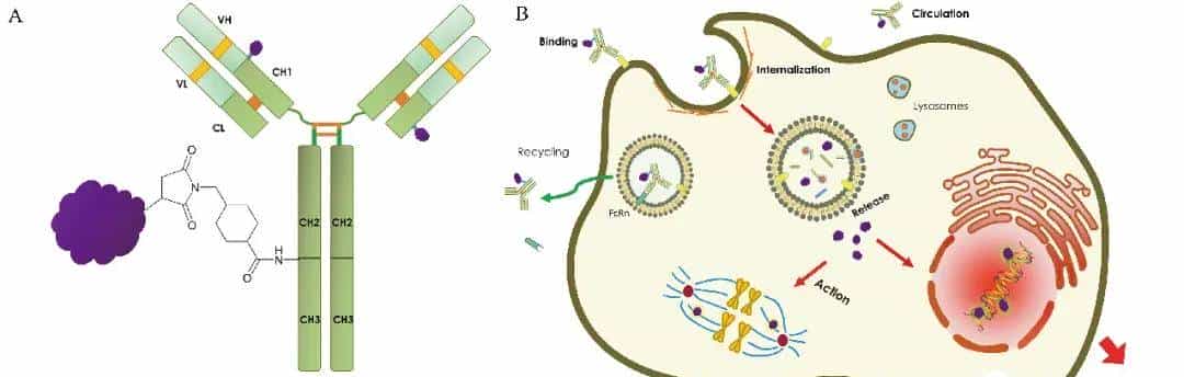 实现无瘤奇迹！多款ADC药精准爆破肿瘤细胞，改写6大癌种生存结局