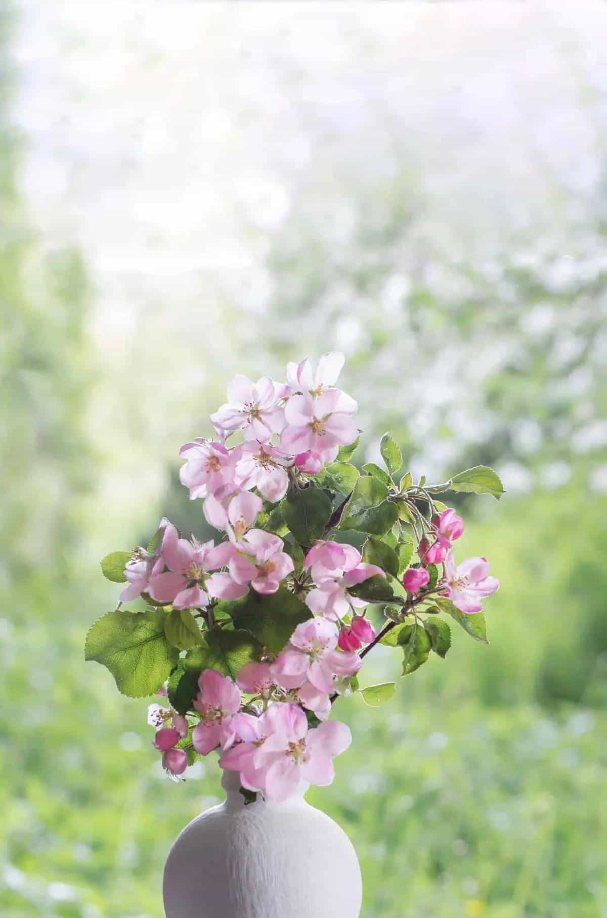 宋词300首（232）苍梧谣·天.蔡伸