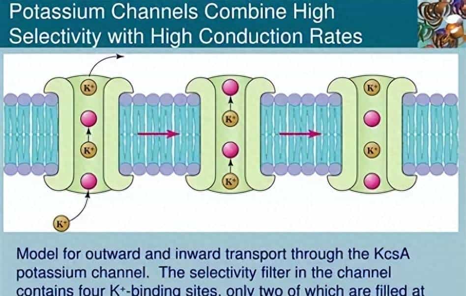 【神经痛】第 1 章 离子通道：地球生命的 “亿年电信号工匠”