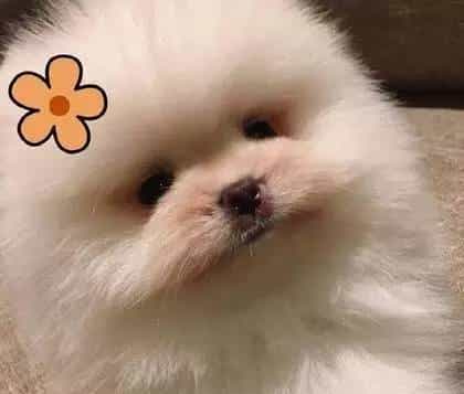 容祖儿晒新欢又晒包，萌改PRADA