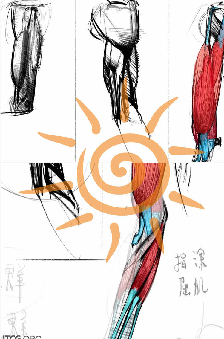 王九斤艺用人体解剖实用绘画躯干篇四肢篇人物骨骼肌肉视频教程