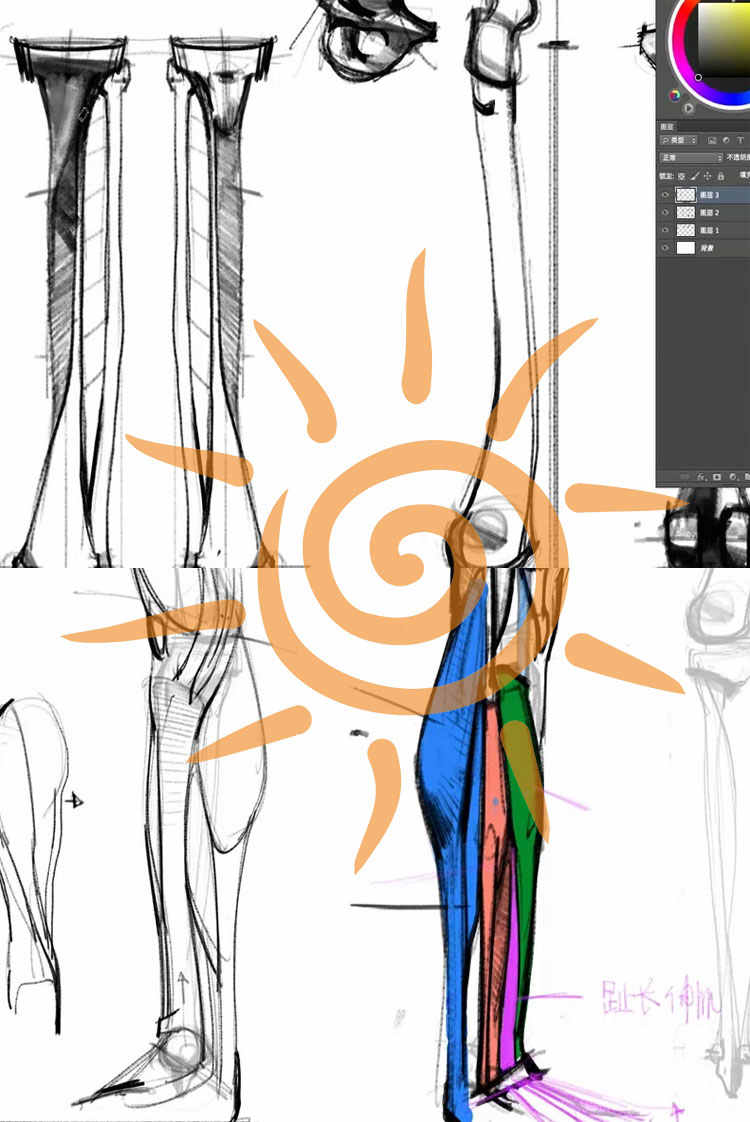 王九斤艺用人体解剖实用绘画躯干篇四肢篇人物骨骼肌肉视频教程