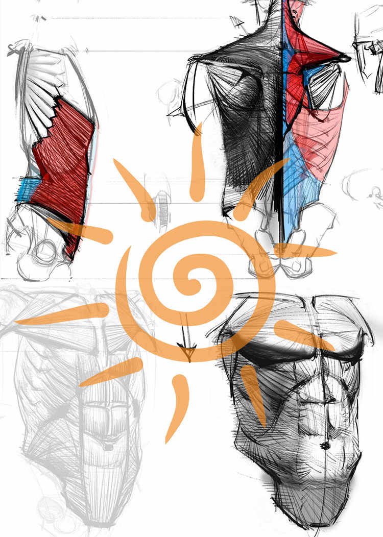 王九斤艺用人体解剖实用绘画躯干篇四肢篇人物骨骼肌肉视频教程