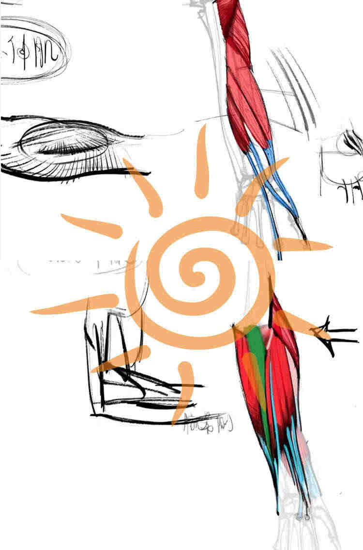 王九斤艺用人体解剖实用绘画躯干篇四肢篇人物骨骼肌肉视频教程