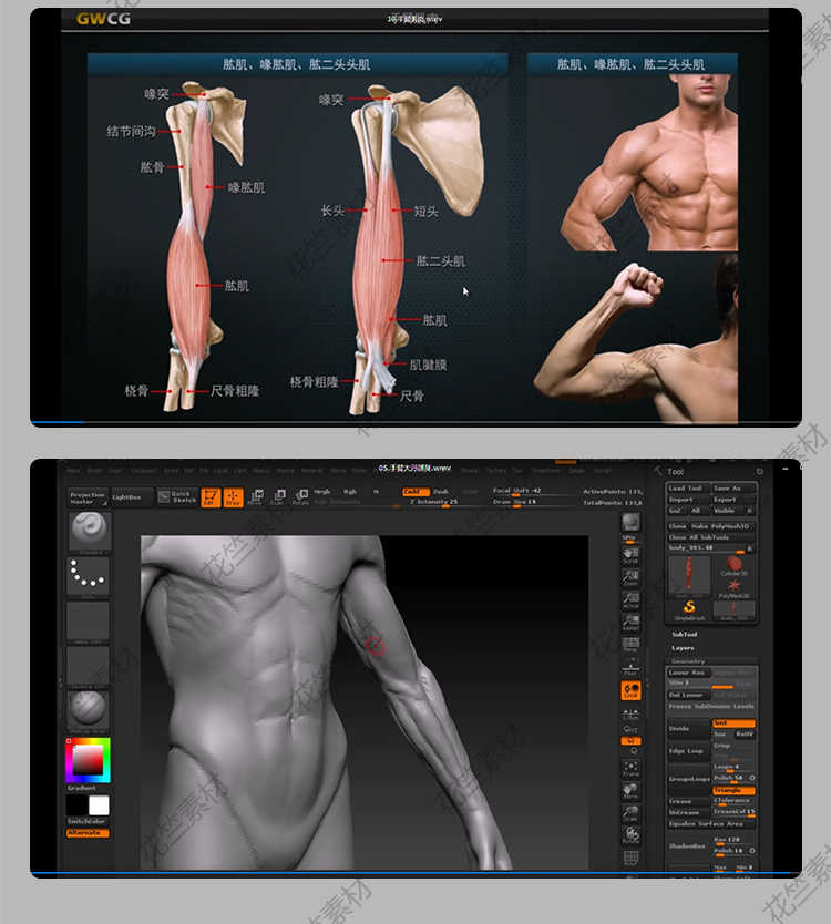 图片[10] - Zbrush三维人体结构艺用解剖 3d雕刻骨骼肌肉zb建模中文视频教程 - 宋马