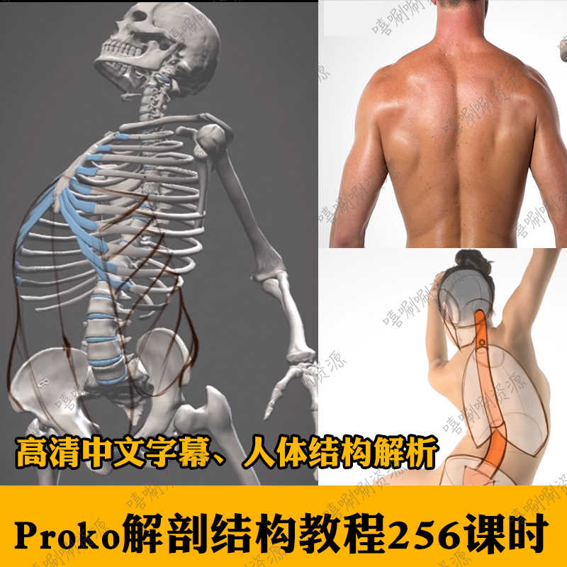 人体肌肉结构解剖教程Proko男女身体解剖结构256课时中文字幕视频