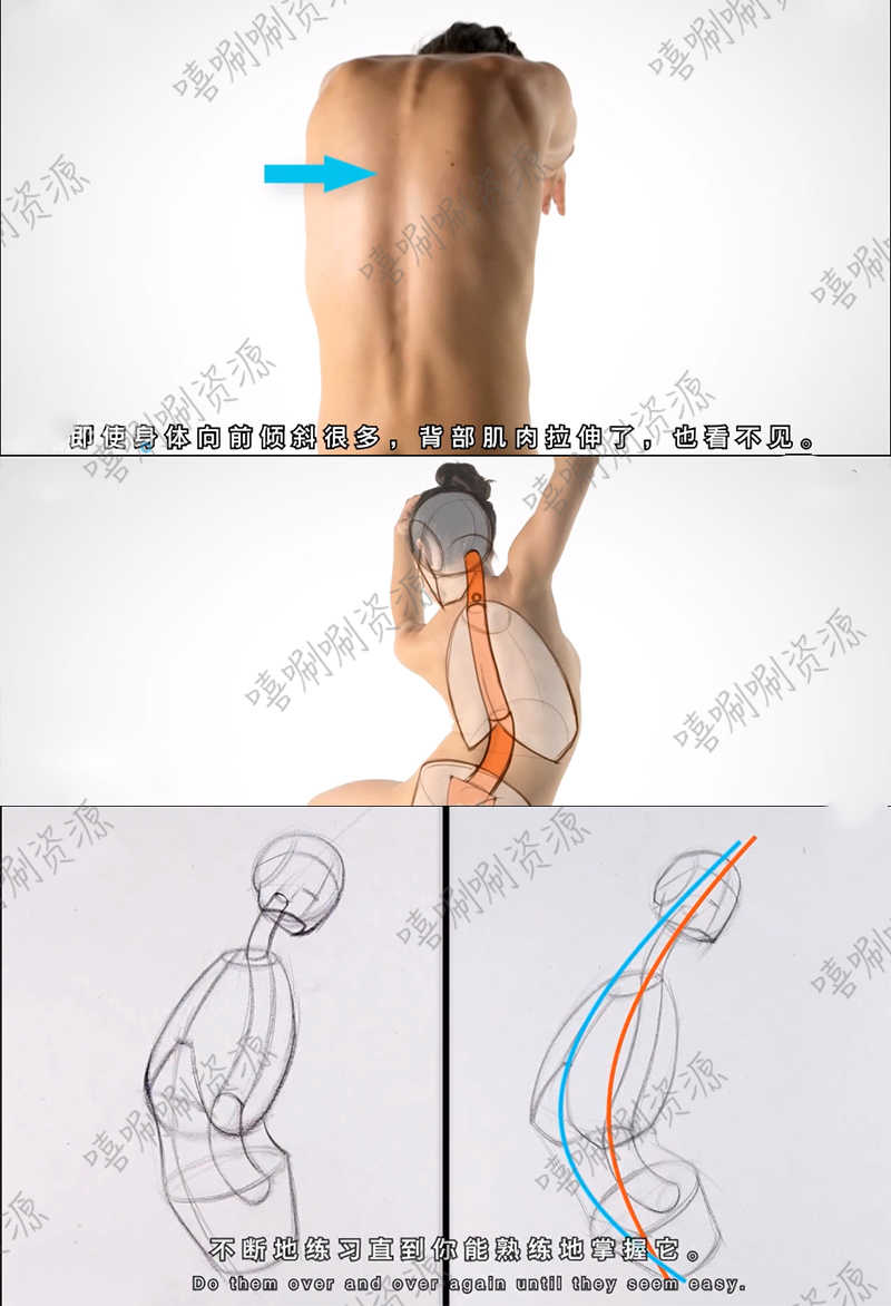 人体肌肉结构解剖教程Proko男女身体解剖结构256课时中文字幕视频
