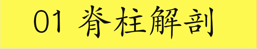 2020美式整脊董安立自学视频教程中医正骨脊柱椎手法推拿康复合集