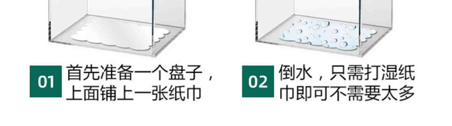 芦笋种子根苗高产蔬菜种孑菜苗籽家庭阳台南方种盆栽植物四季大全