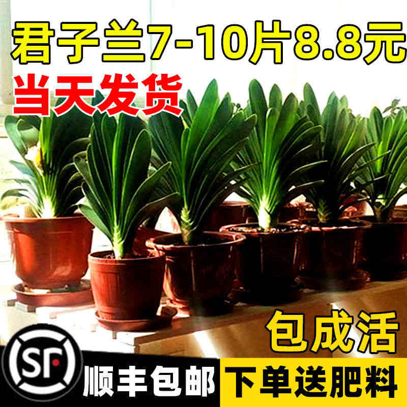 四季君子兰盆栽带花苞小苗花卉植物室内易活绿植水培好养多肉大全...