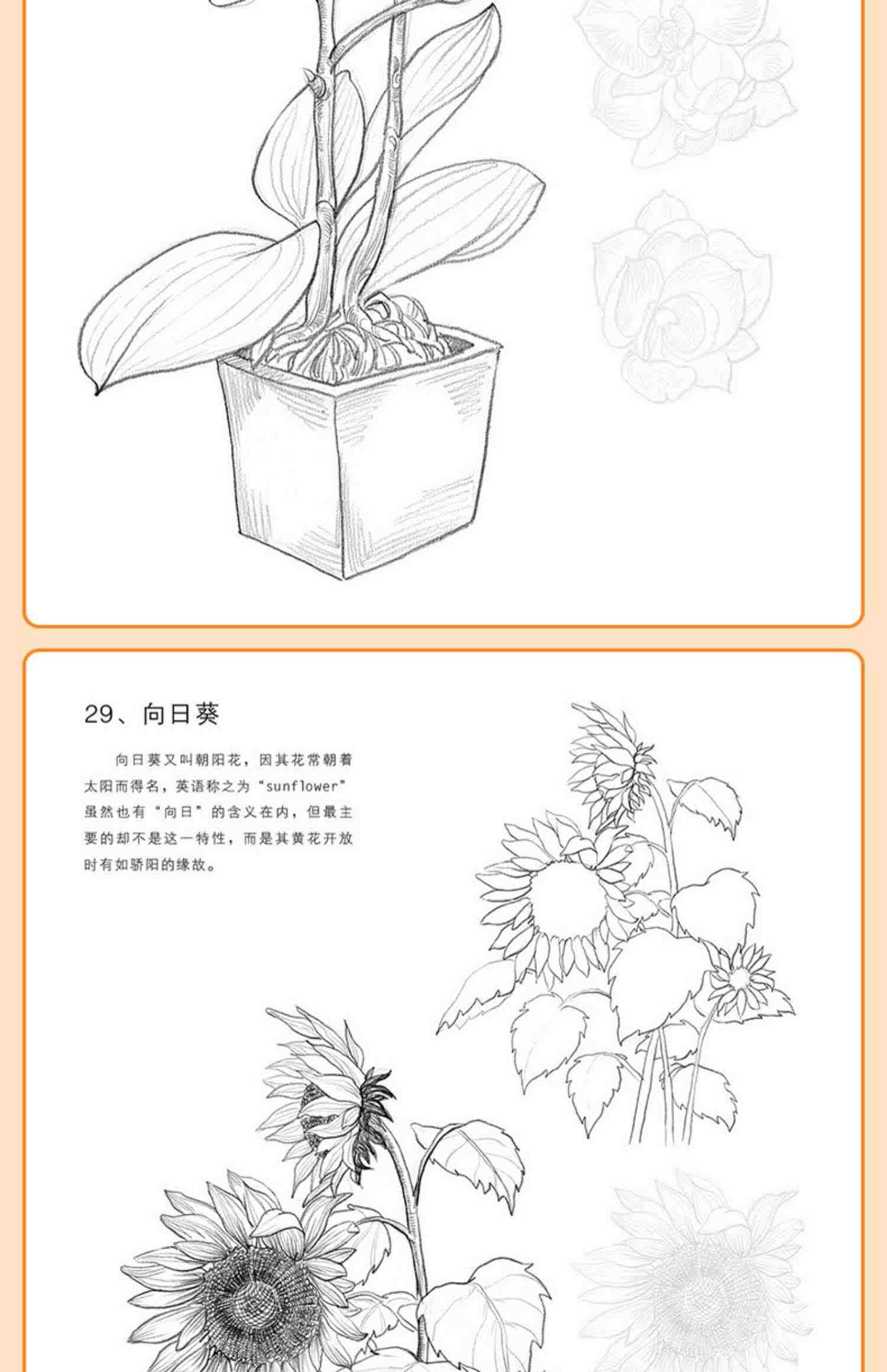 花卉速写描摹本 零基础画画入门新手自学教程书籍线描花卉临摹手绘初学者学绘画教材铅笔画素描速写描摹画稿美院名师范画