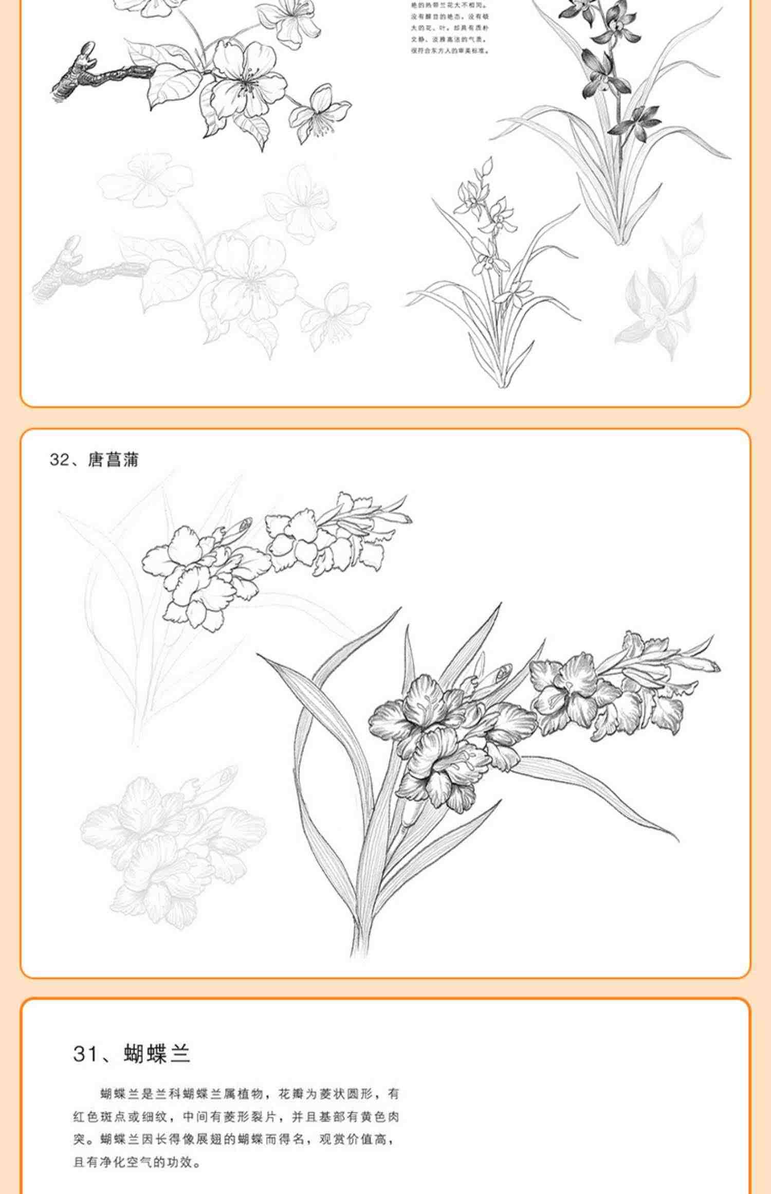 花卉速写描摹本 零基础画画入门新手自学教程书籍线描花卉临摹手绘初学者学绘画教材铅笔画素描速写描摹画稿美院名师范画