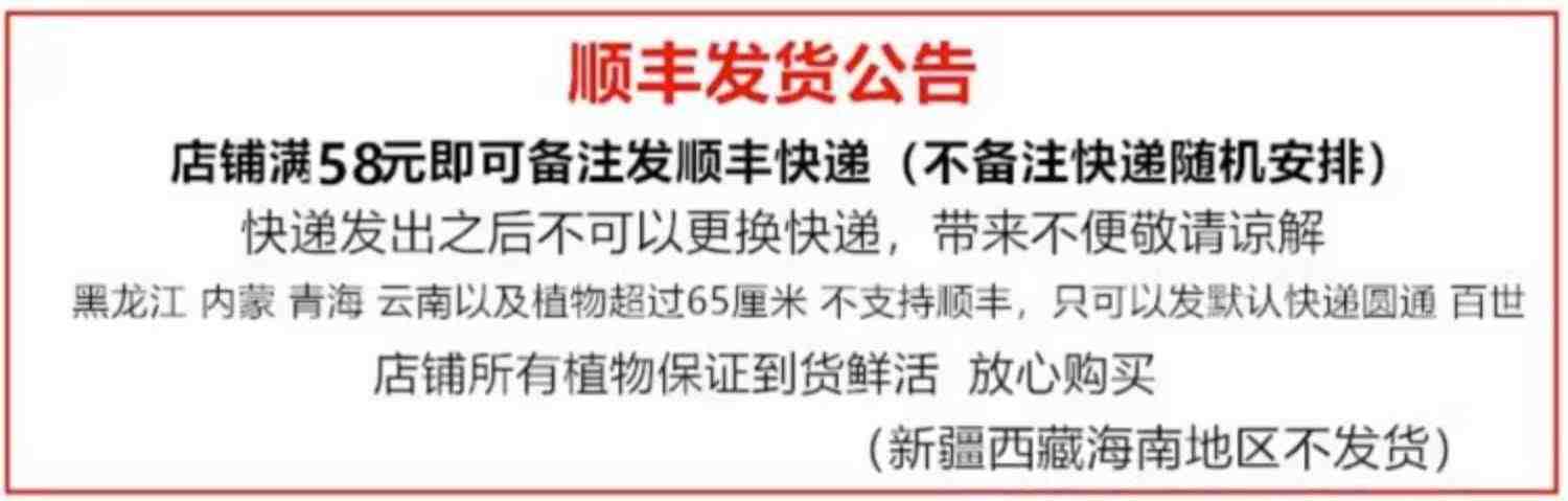 金边虎皮兰盆栽多肉易活水培植物绿植办公室内花卉大全客厅虎尾兰