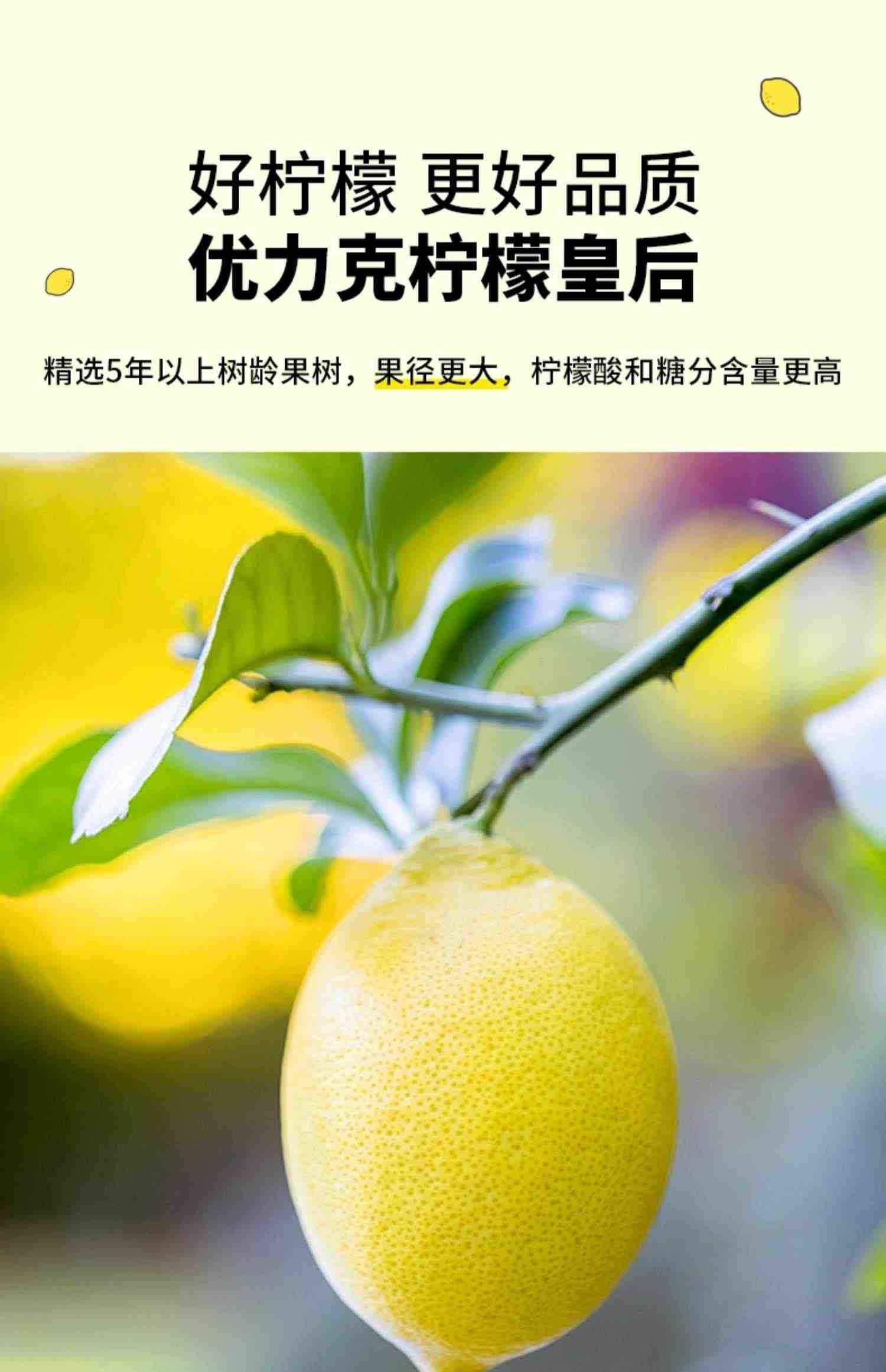 【李小乖专享】冻干柠檬片泡茶蜂蜜花茶水果茶泡茶包茶叶泡水喝