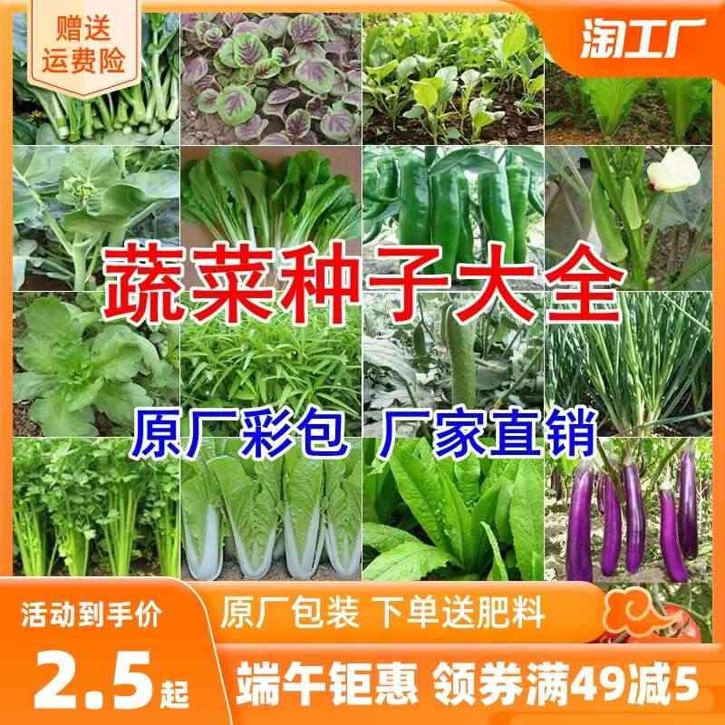 蔬菜种子四季播盆栽阳台庭院香菜青白菜萝卜生菜小葱菠菜籽孑大全...