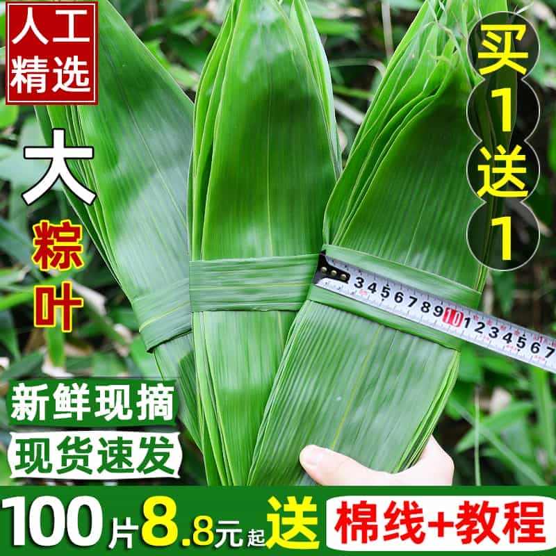 粽叶新鲜粽叶免邮新鲜大100片商用特大箬叶干粽叶批发非芦苇现摘...