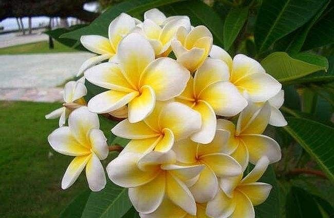 什么样的p图软件更好用？